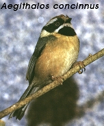 Aegithalos concinnus