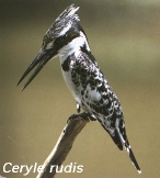 Ceryle rudis