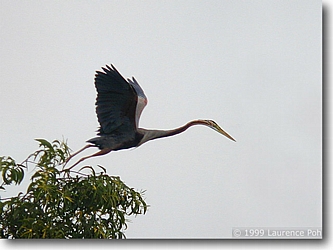 Ardea purpurea © Laurence Poh