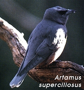Artamus superciliosus