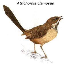 Atrichornis clamosus