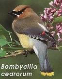 Bombycilla garrulus