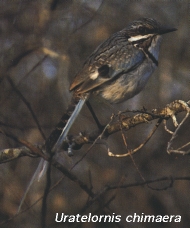 Uratelornis chimaera