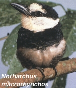 Notharchus macrorhynchos