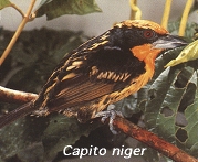 Capito niger