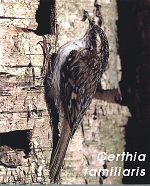 Certhia familiaris