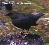 Cinclus mexicanus