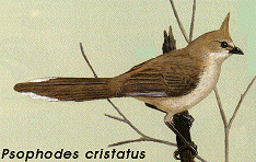 Psophodes cristatus