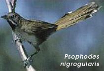 Psophodes nigrogularis