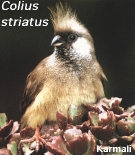 Colius striatus