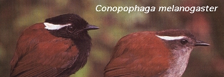 Conopophaga melanogaster