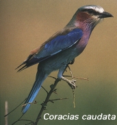 Coracias caudata