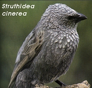 Struthidea cinerea