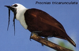 Procnias tricarunculata