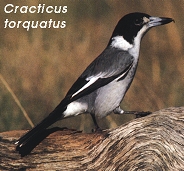 Cracticus torquatus