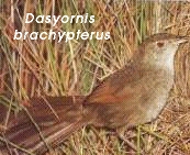 Dasyornis brachypterus