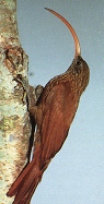 Campylorhamphus trochilirostris