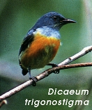 Dicaeum trigonostigma