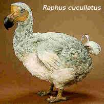 Raphus cucullatus