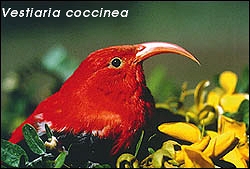 Vestiaria coccinea