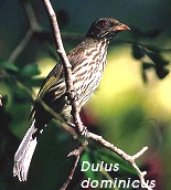 Dulus dominicus