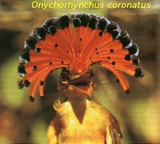 Onychorhynchus coronatus