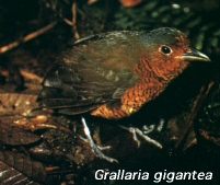 Grallaria gifgantea