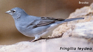 Fringilla teydea/R. Brooks