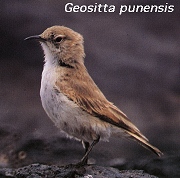 Geositta punensis