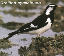 Grallina cyanoleuca