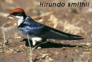 Hirundo smithii