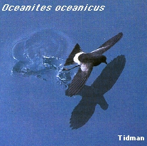 Ocaenites oceanicus
