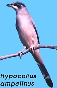 Hypocolius ampelinus