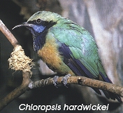 Chloropsis hardwickei