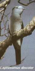 Leptosomus discolor