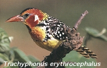 Trachyphonus erythrocephalus
