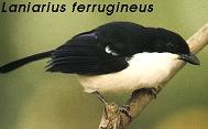 Laniarius ferrugineus