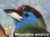 Megalaima asiatica