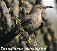 Toxostoma curvirostre