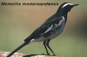 Motacilla madaraspatensis