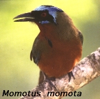Momotus momota