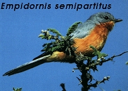 Empidornis semipartitus