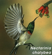 Nectarinia chalybea