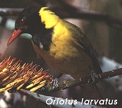 Oriolus larvatus