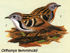 Orthonyx temminckii