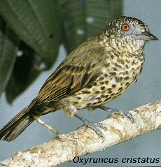 Oxyruncus cristatus