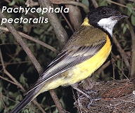 Pachycephala pectoralis