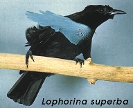 Lophorina superba