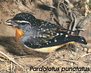 Pardalotus punctatus