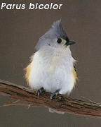 Parus bicolor